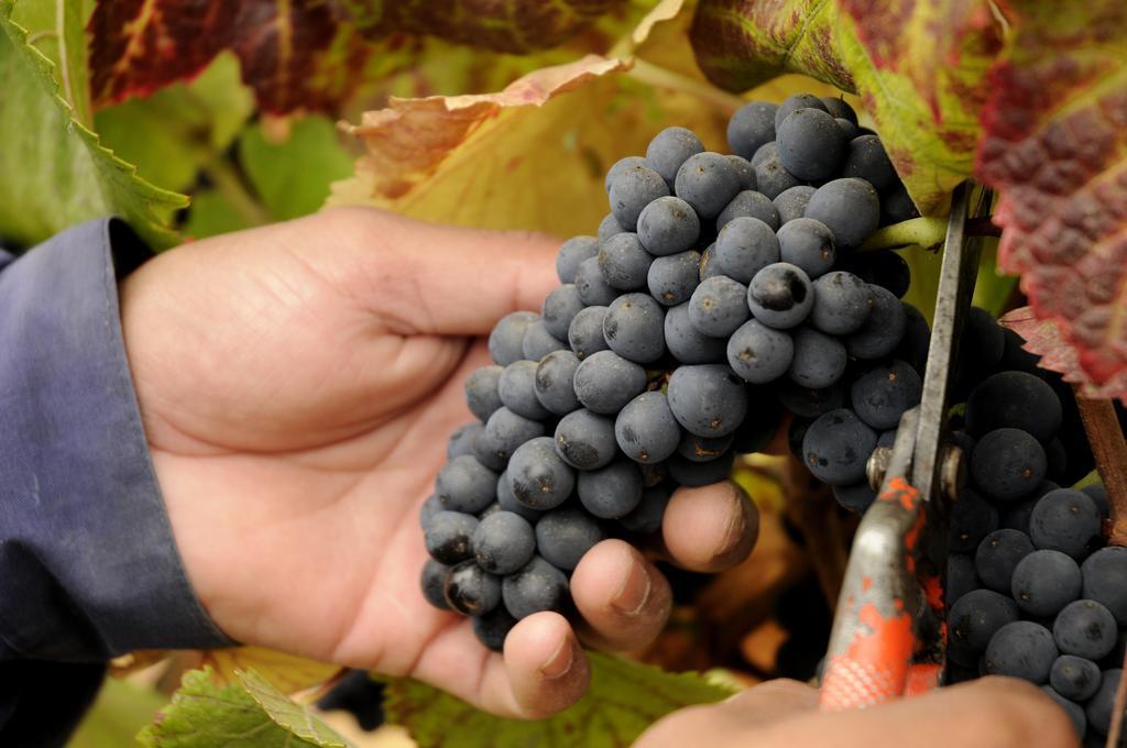 Lagunillas La Casona At Matetic Vineyards 게스트하우스 외부 사진